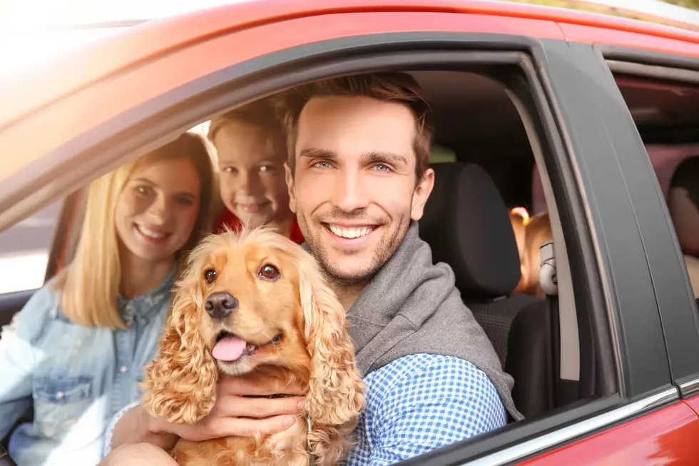 Is Wyoming One Of The States With Safety Laws For Dogs In Cars?