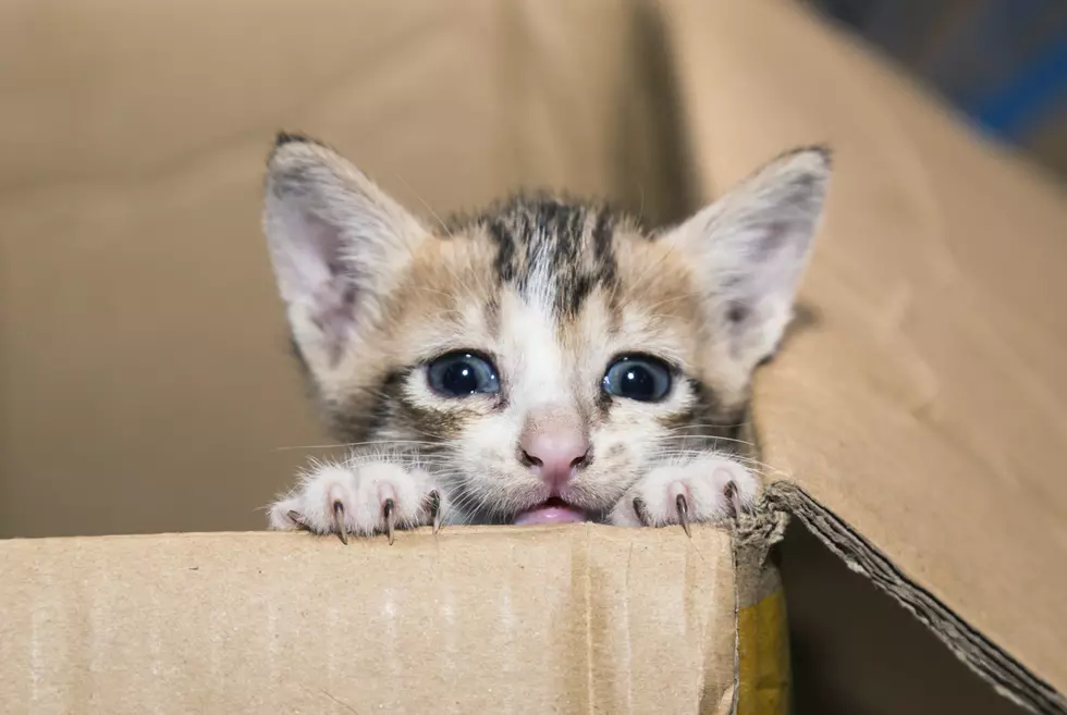 An Election Worker Stole A Woman’s Cat, But Why??